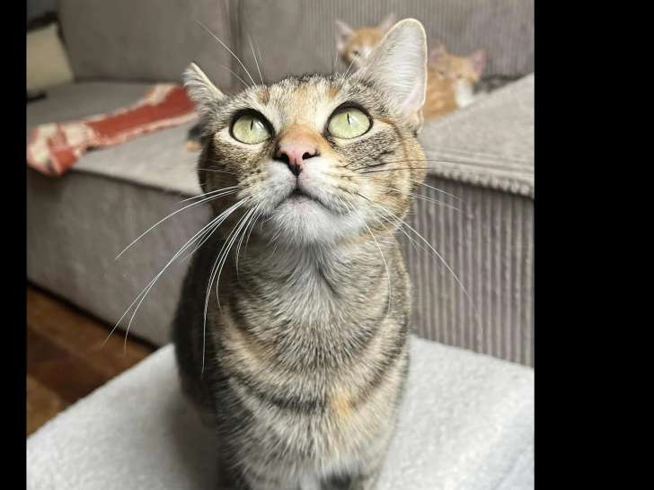 Chatte tricolore à la recherche d'un foyer