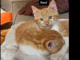 À adopter, chaton mâle roux