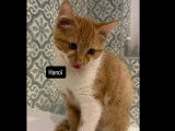 À adopter, chaton mâle roux