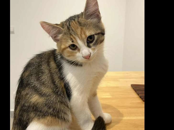 Disponible à l'adoption, chatonne tricolore