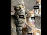 En attente d’adoption, chatonne de 3 mois