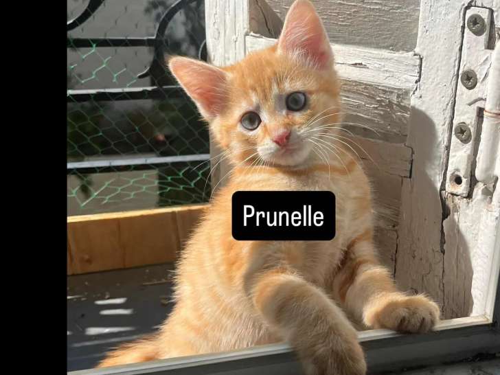 Prête pour l’adoption, chatonne tigrée rousse