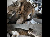 En attente d’un foyer, chats de 2 ans
