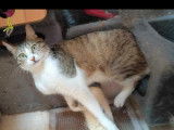 En attente d’un foyer, chats de 2 ans