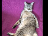 En attente d’un foyer, chats de 2 ans