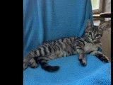 À accueillir, chaton femelle de 3 mois