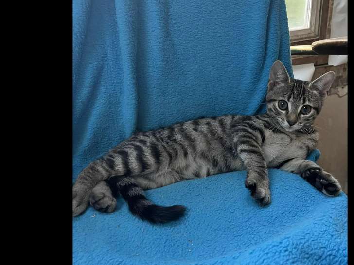 À accueillir, chaton femelle de 3 mois