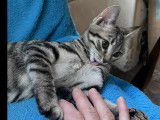 À accueillir, chaton femelle de 3 mois