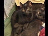 En quête d’une famille, chatons mâles noirs