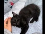 En quête d’une famille, chatons mâles noirs
