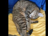 Adoption disponible : chaton femelle au pelage tigré