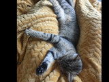 Adoption disponible : chaton femelle au pelage tigré