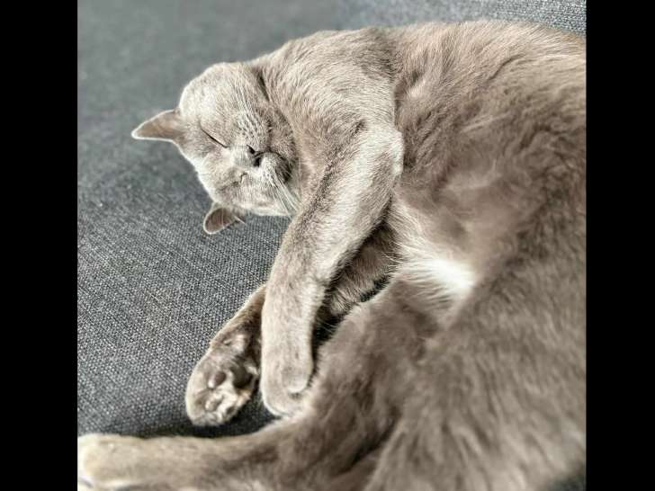 Chat au pelage gris à accueillir