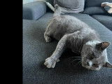 Chat au pelage gris à accueillir