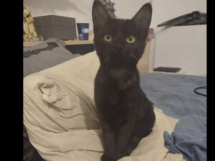 Chatonne noire en quête d'un foyer