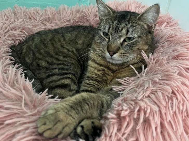Tempeh, chatte tigrée à adopter en association (adoption SOS)