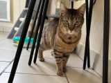 Tempeh, chatte tigrée à adopter en association (adoption SOS)