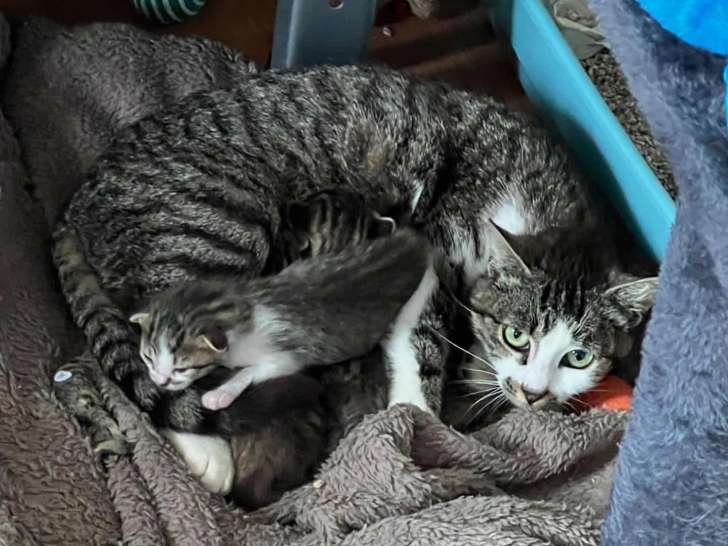 Tsuki, chatte à adopter en association (SOS)