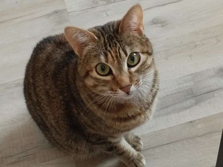 Liberty, chatte à adopter en association (SOS)