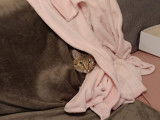 Liberty, chatte à adopter en association (SOS)