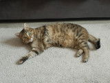 Liberty, chatte à adopter en association (SOS)