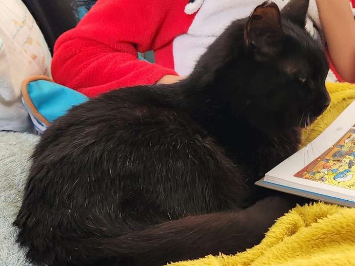 Chiko, chatte à adopter en association (SOS)