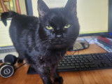 Chiko, chatte à adopter en association (SOS)