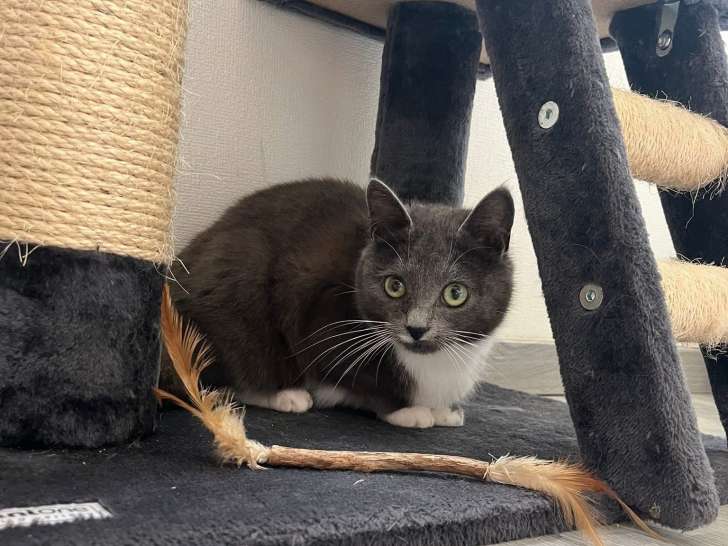 Grisa, belle chatte à adopter en association