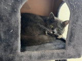 Grisa, belle chatte à adopter en association