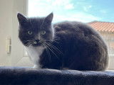 Grisa, belle chatte à adopter en association