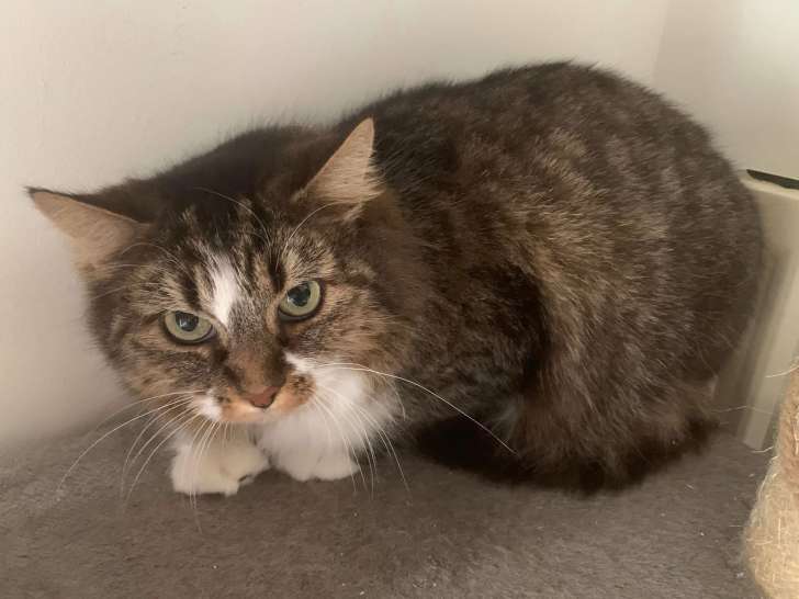Kiara, chatte à adopter en association