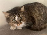 Kiara, chatte à adopter en association