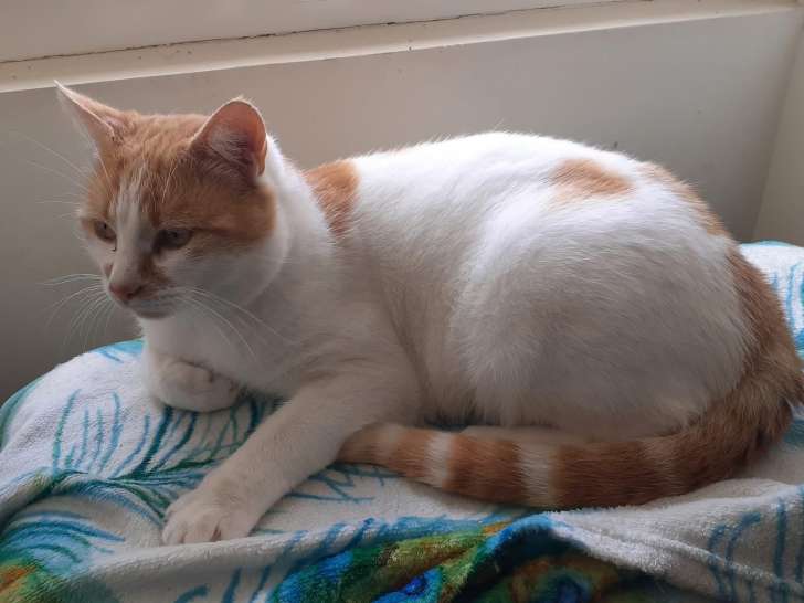 Volt, chat roux et blanc à adopter en association