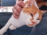 Volt, chat roux et blanc à adopter en association