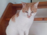 Volt, chat roux et blanc à adopter en association