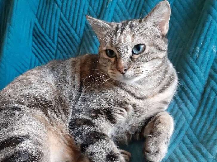 Yumi, chatte tigrée à adopter en association