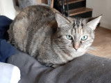 Yumi, chatte tigrée à adopter en association