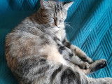 Yumi, chatte tigrée à adopter en association
