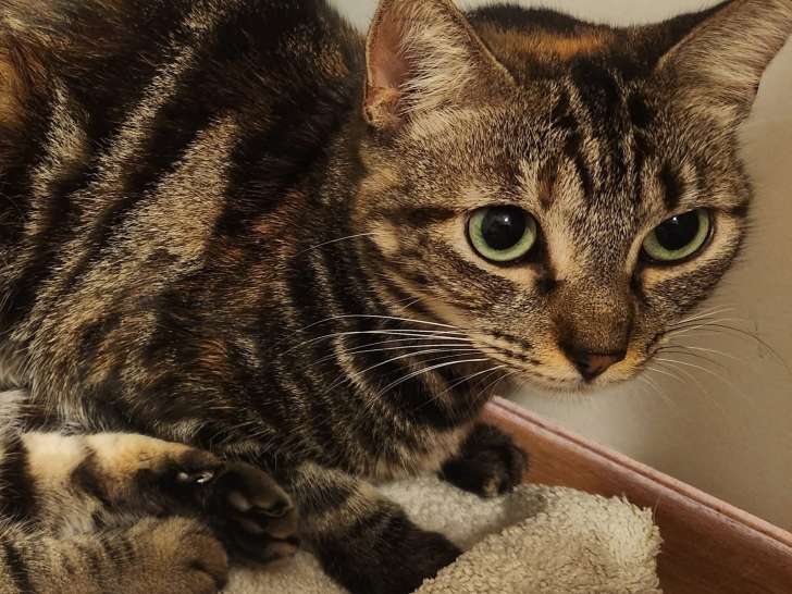 Diva, chatte à adopter en association (adoption SOS)