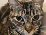 Diva, chatte à adopter en association (adoption SOS)