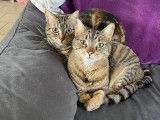 Diva, chatte à adopter en association (adoption SOS)