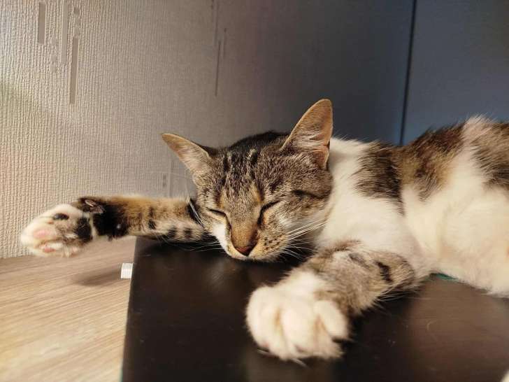 Tora, chatte à adopter en association