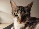 Tora, chatte à adopter en association