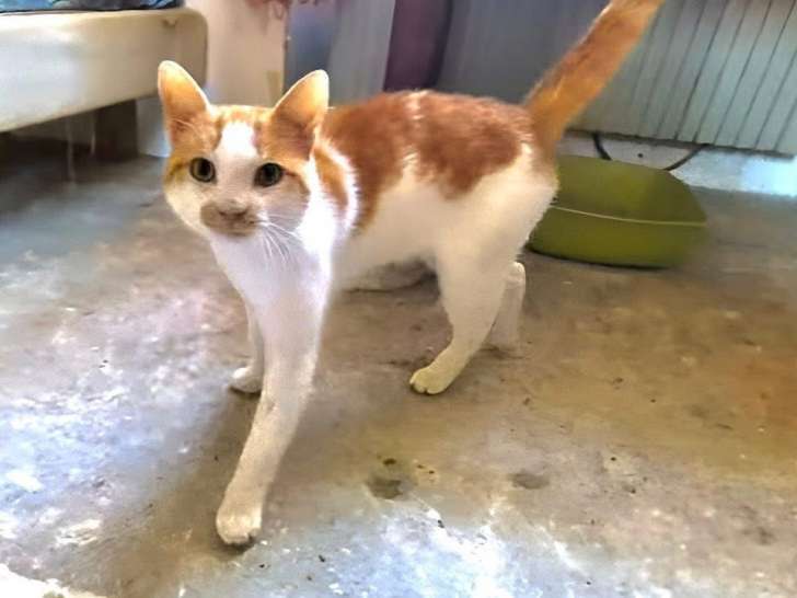 August, chat à adopter en association (adoption SOS)