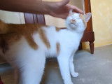 August, chat à adopter en association (adoption SOS)