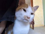 August, chat à adopter en association (adoption SOS)