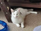 Rox, chat à adopter en association