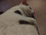 Rox, chat à adopter en association