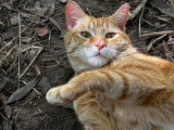 Choupi, chat roux tigré à adopter en association