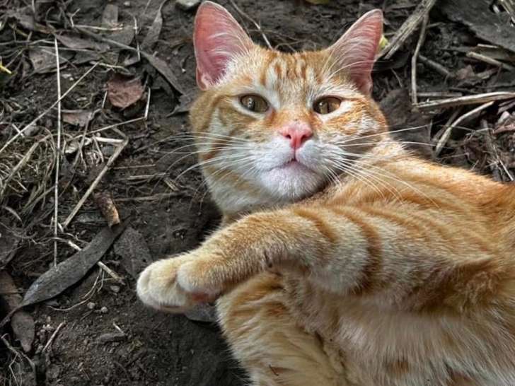 Choupi, chat roux tigré à adopter en association